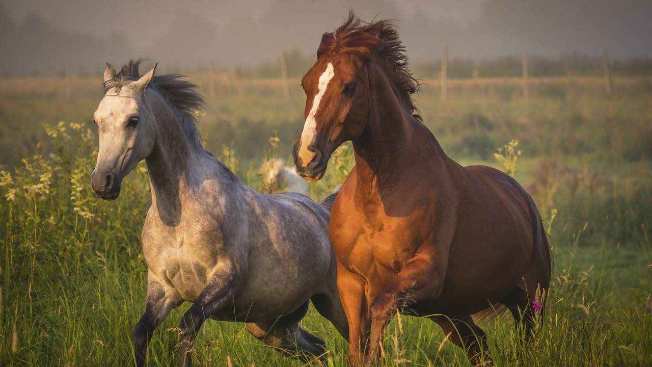 NO CAMPO - Equinos selvagens: depois da domesticação, os animais foram peça vital para a evolução da raça humana