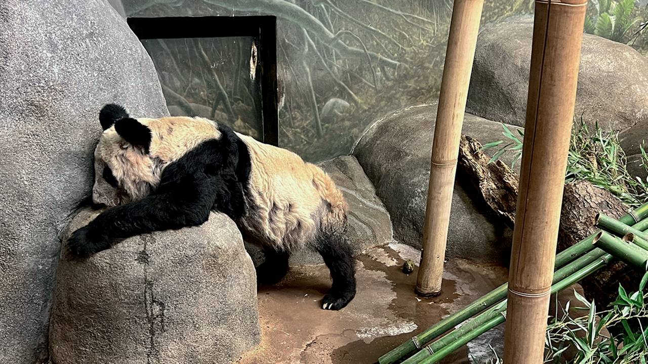 DEPRESSÃO - Panda Ya Ya: após morte do parceiro, ela demonstrou sinais de angústia, motivando campanha de repatriação