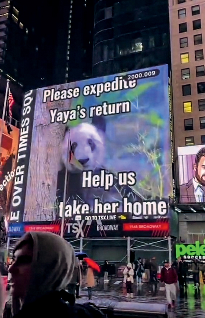 CAMPANHA PANDAS – Times Square f frame.jpg CAMPANHA - Outdoors pela China e posts no TikTok: clamor para resgatar a fêmea do zoológico americano