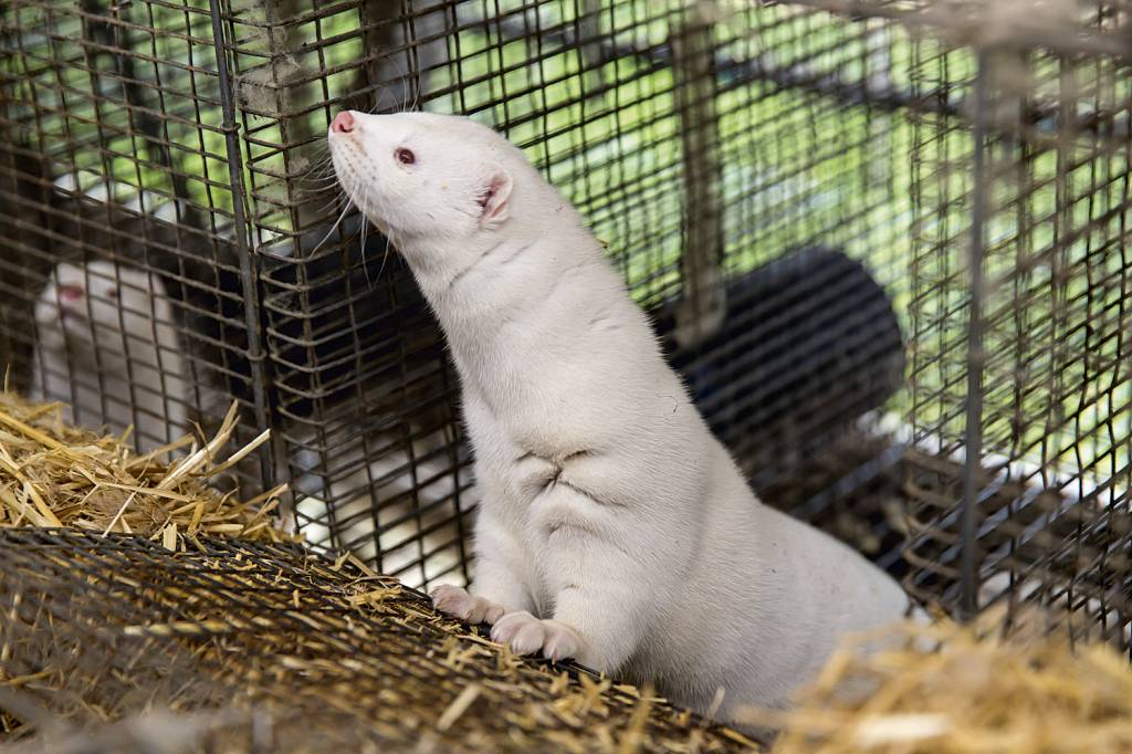 GettyImages-1229515067.jpg DISSEMINAÇÃO - Outros bichos: vírus foi identificado neste ano em visons