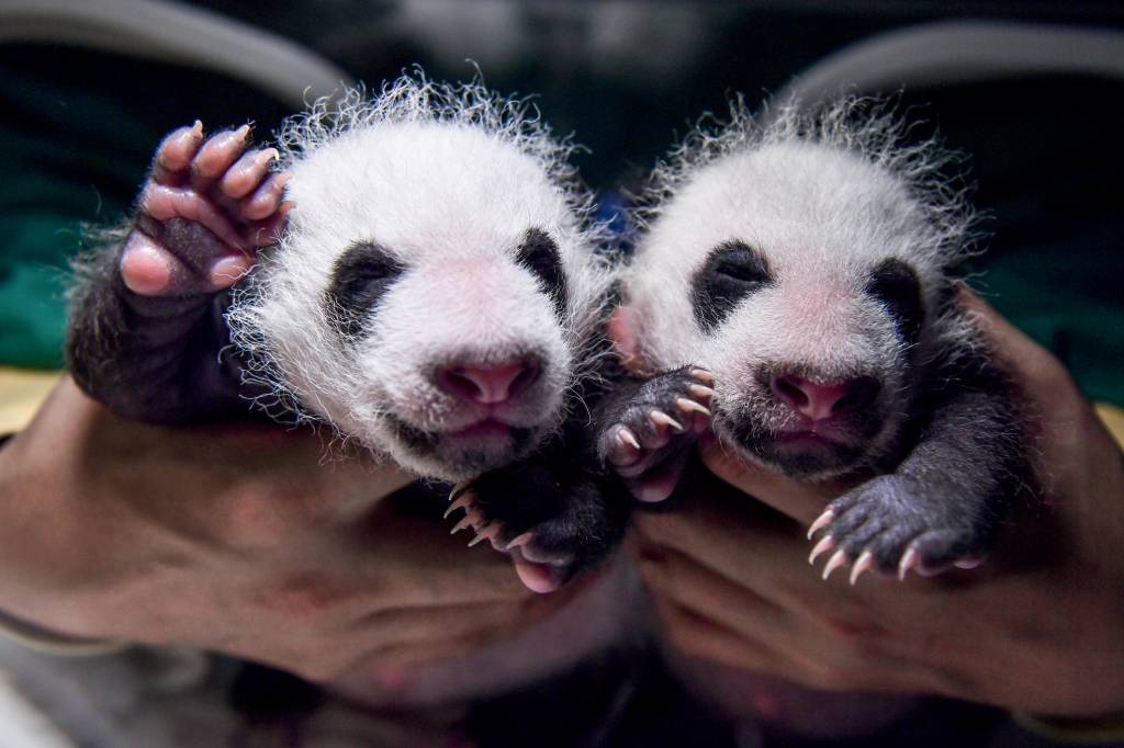 Two Pairs Of Panda Twins At Shenshuping Giant Panda Base CATIVEIRO - Reprodução artificial: tática para repovoar