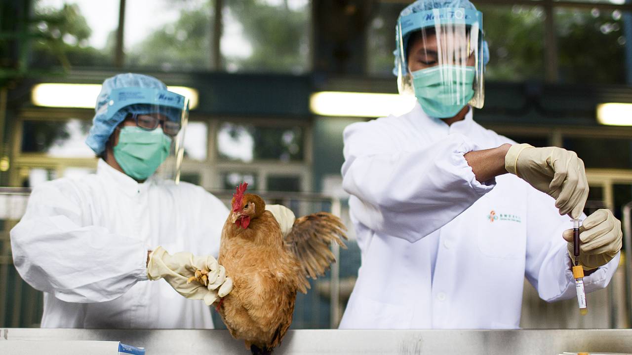 VIGILÂNCIA - Frangos na mira: cientistas examinam animais e já começam a vaciná-los para conter o avanço da doença