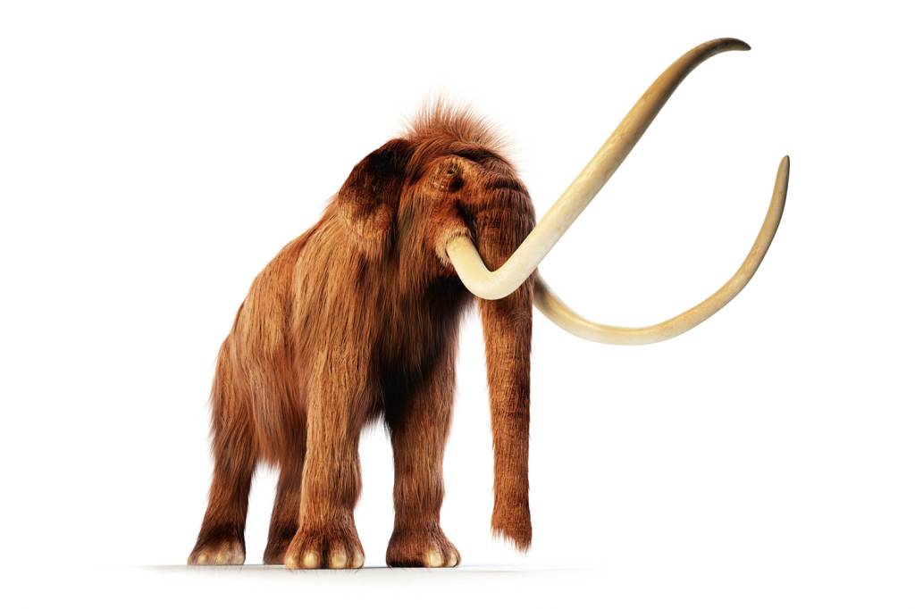 049_f0187768.jpg VERSÃO - Mamute: o elefante jamais voltará exatamente como era antes