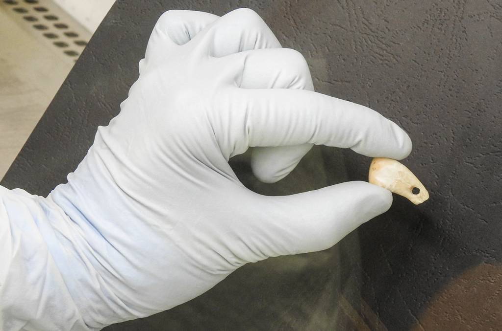 pingente ancestral Pingente feito do dente de um cervo de onde foi extraído o DNA sequenciado