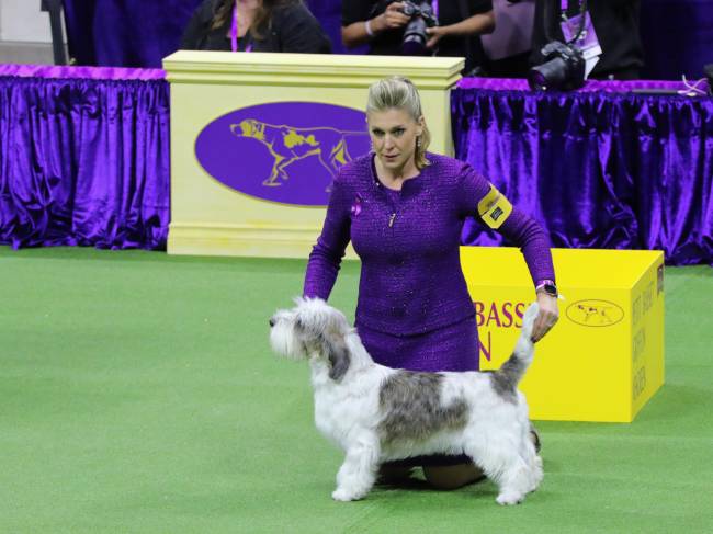 A proprietária e treinadora de Buddy Holly, Janice Hayes, com o campeão do 147º WKC Show -