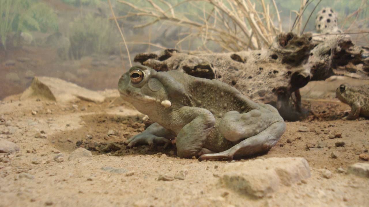 Sapo do Deserto de Sonora (Incilius alvarius), procurado na Dark Web por seus efeitos psicodélicos -