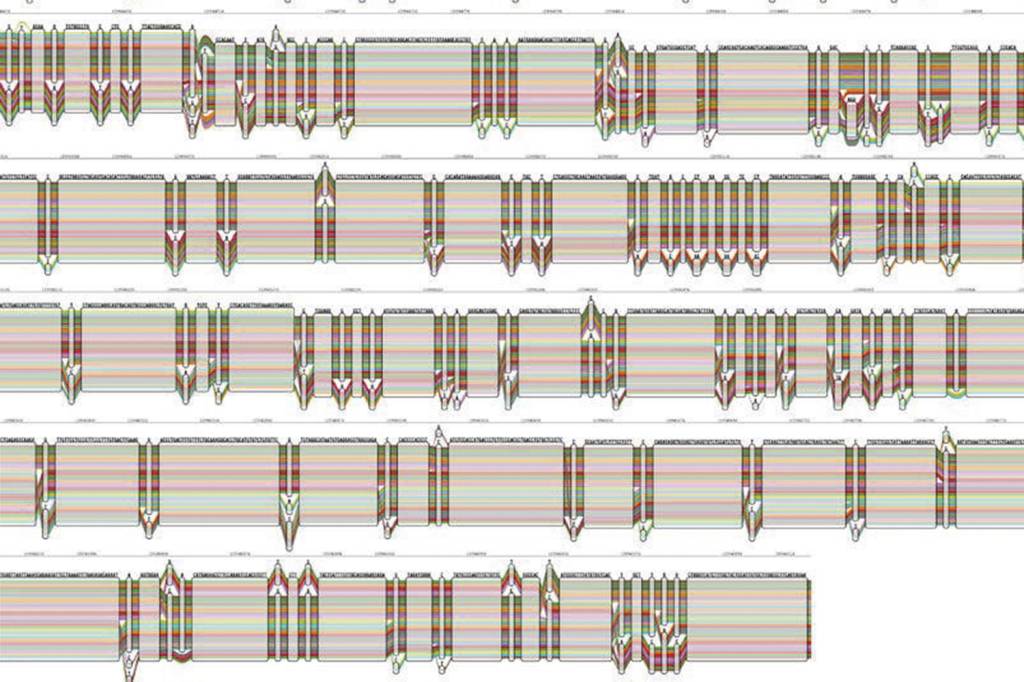 GENE-HLA-A-DO-PANGENOMA-MAIS-LONGO–b.jpg REPRESENTATIVIDADE - O pangenoma (acima, o símbolo gráfico da inovação) é fruto de um consórcio que reuniu cientistas de dez países. Mais complexa e completa do que o projeto genoma, a nova versão mira a extraordinária diversidade que marca a existência humana