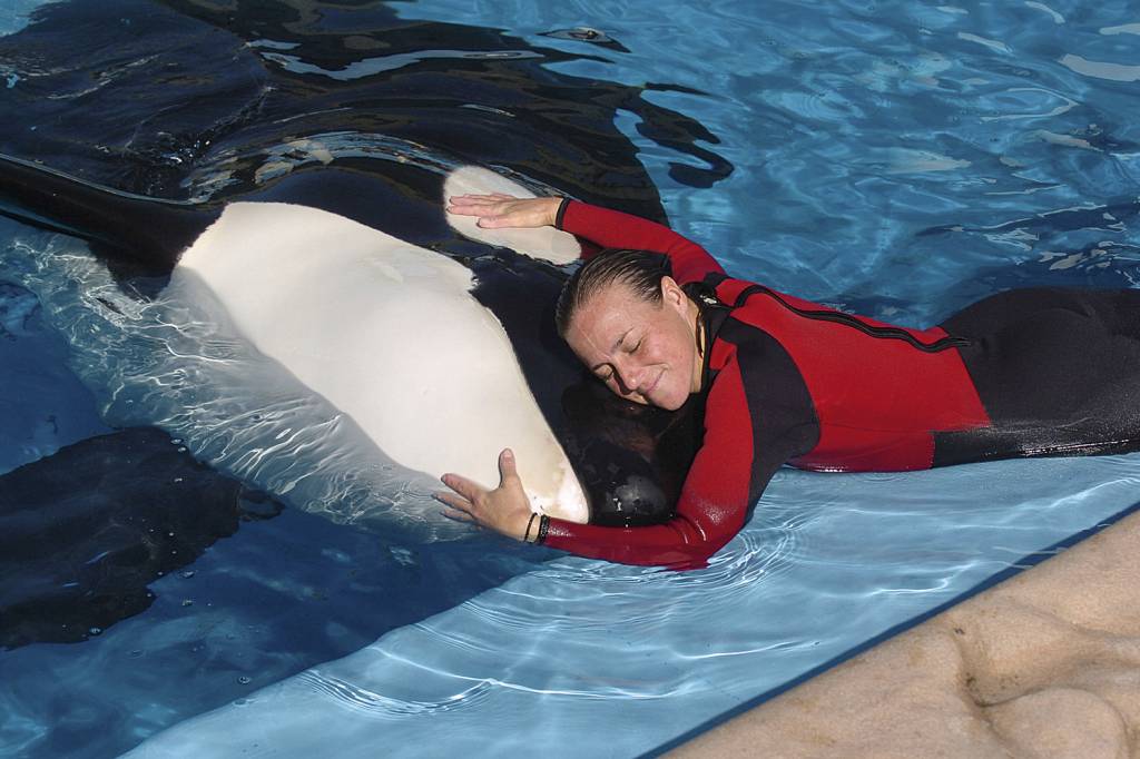 GettyImages-112826512.jpg RARIDADE - Dawn e uma orca do Sea World: treinadora foi morta por animal