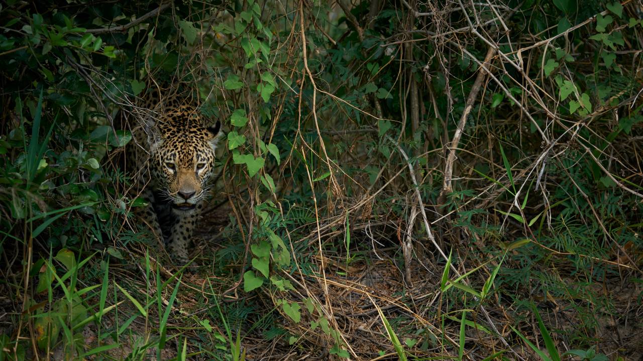 AMEAÇA - Seres humanos predam 300 vezes mais que a Onça-pintada