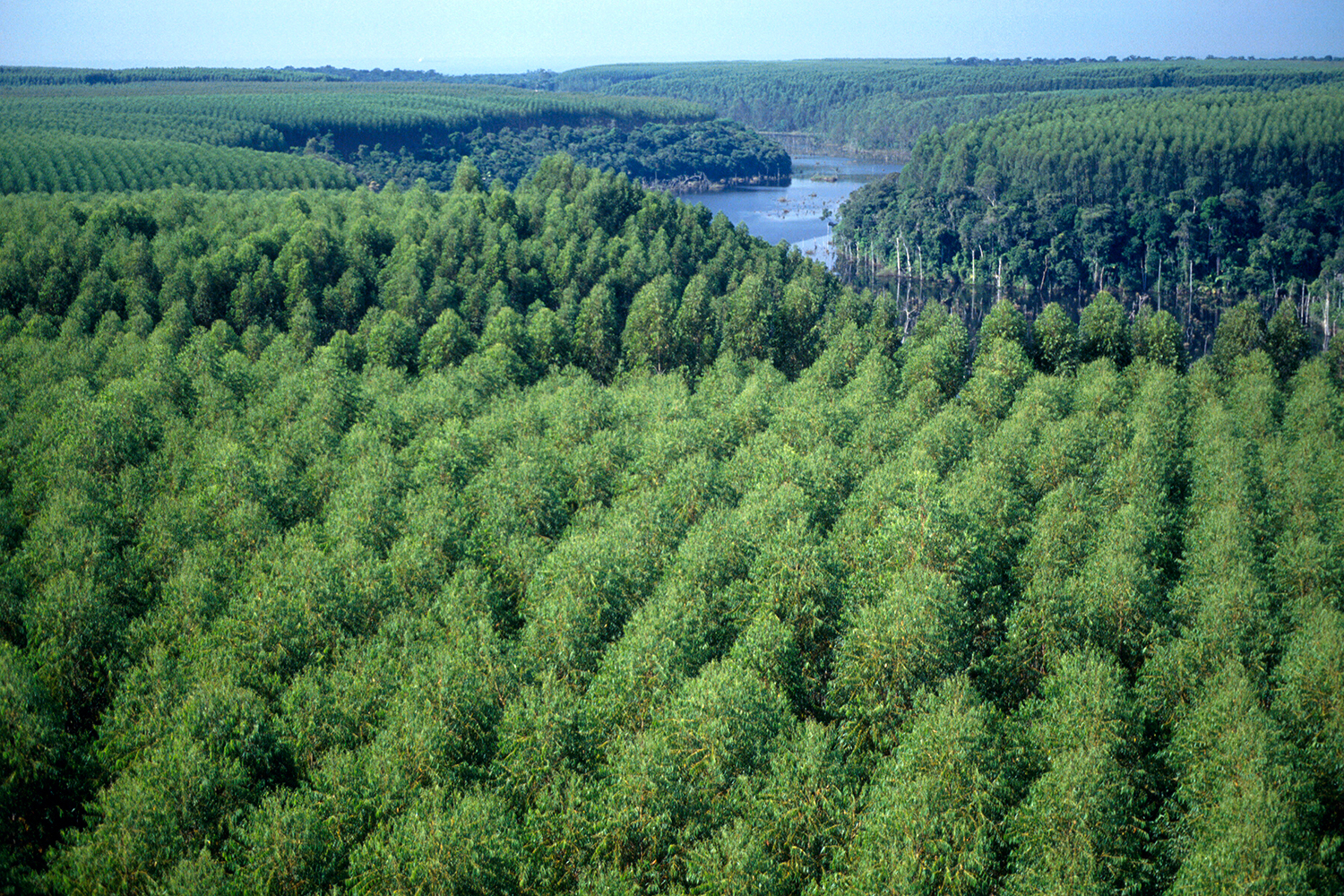 FLORESTA EM PÉ - Burocracia eficiente converge desenvolvimento com agenda verde