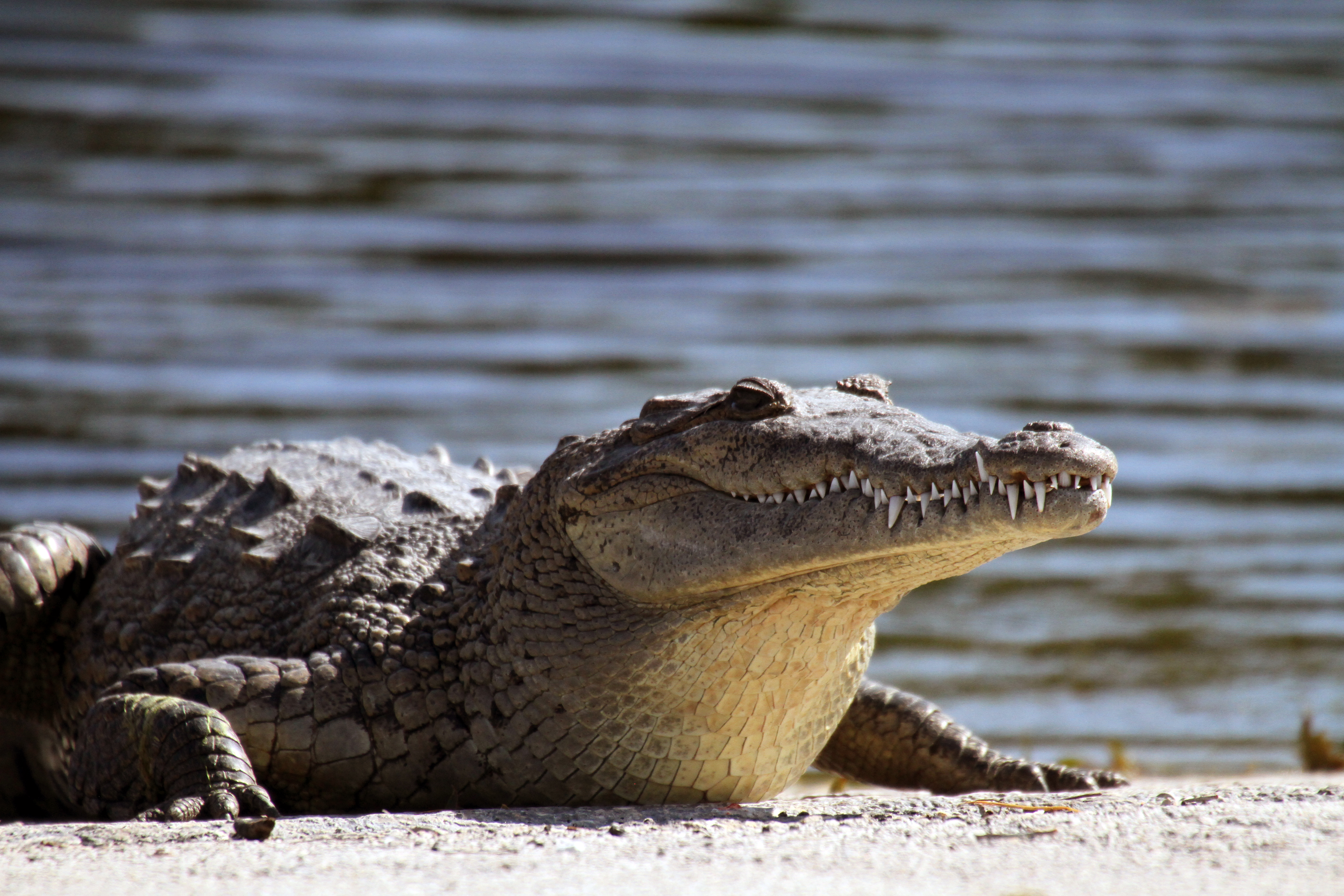 Israel começa a construir fosso de crocodilos ao redor de prisão de segurança máxima