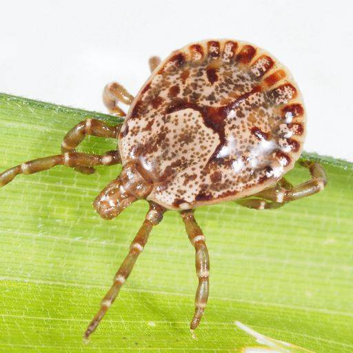 Carrapato da espécie Amblyomma testudinarium, responsável pela transmissão do vírus Oz