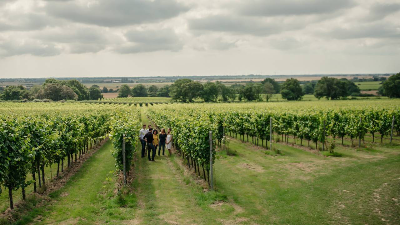 Os vinhedos da Gusbourne em West Sussex, na Inglaterra -