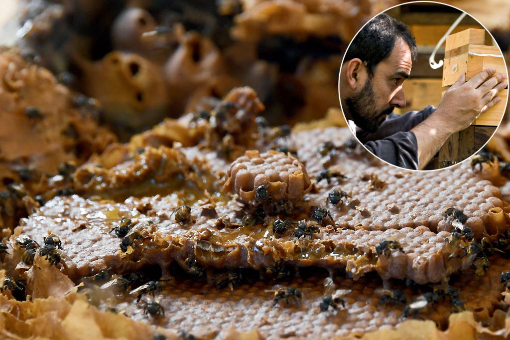 BRAZIL-NATIVE-BEES CULTIVO EM CASA - Direto da caixa: criação dispensa proteção e rende alimento saboroso, como o mel de jataí