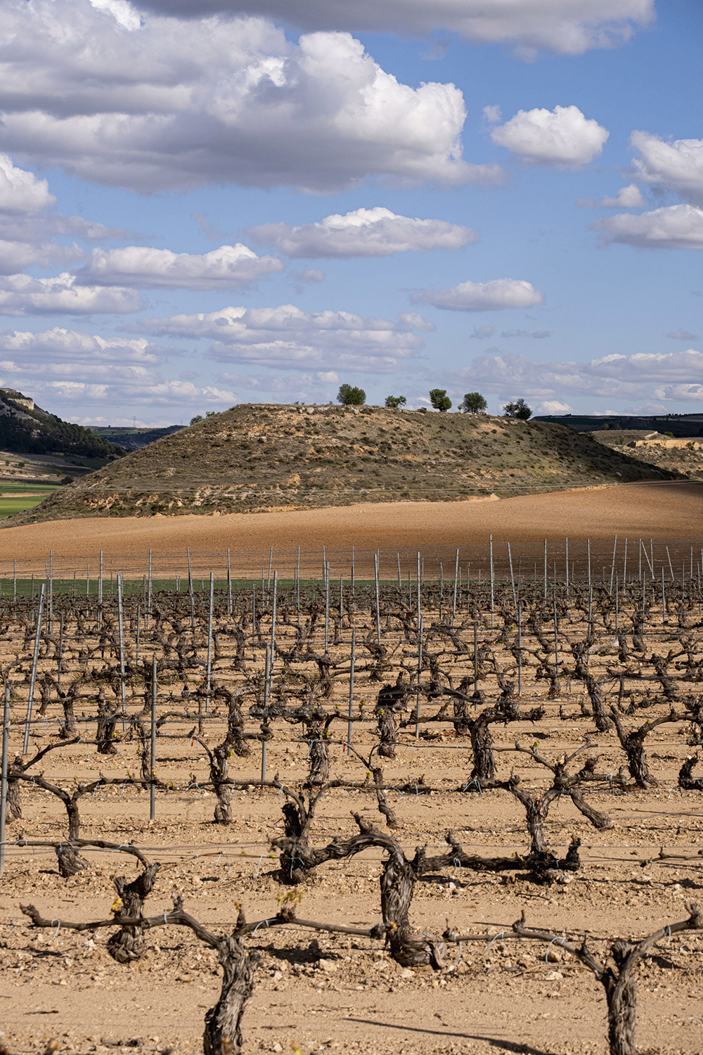 2R64EGD_fotoarena.jpg ATÉ O VINHO - Seca domina a paisagem na Espanha: sem uvas, a safra deste ano ficará comprometida