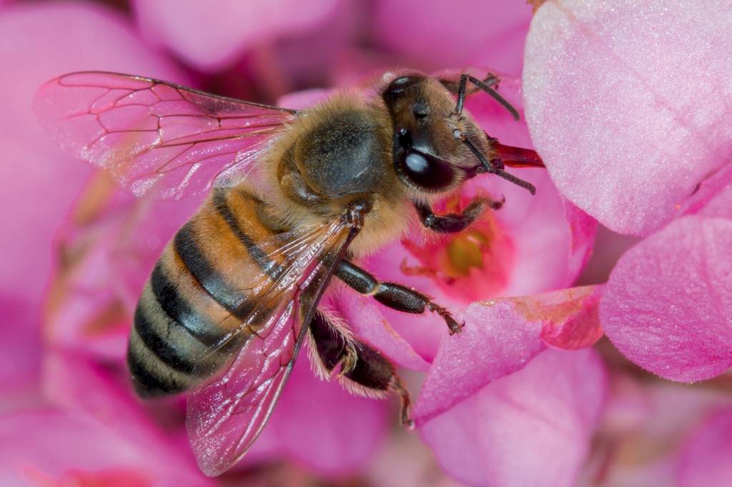 Brazilian Bees BEM-SUCEDIDA - Apis mellifera: importada, tornou-se a mais numerosa