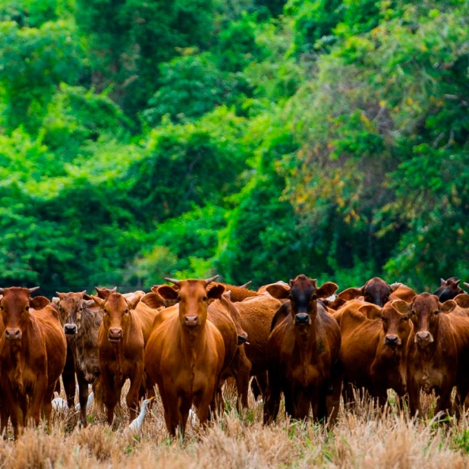 União Europeia interdita importações de carne e animais do Brasil