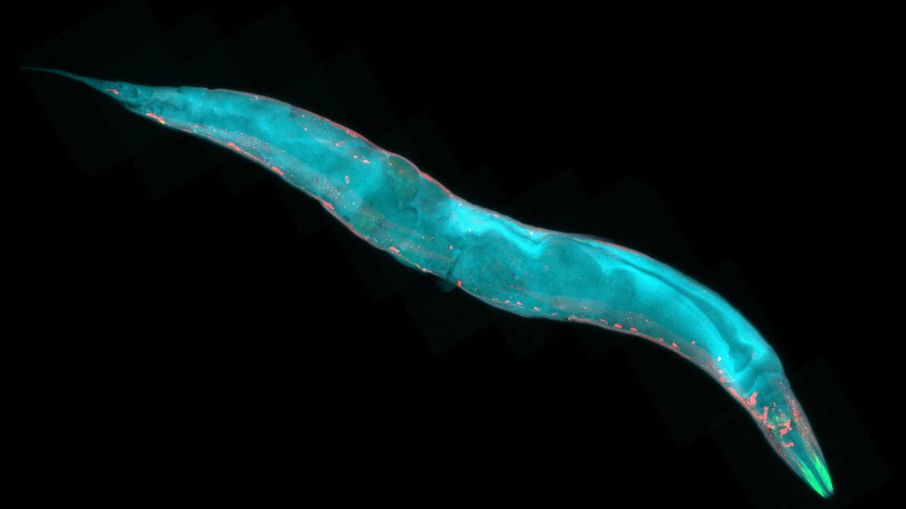 NEMÁTODO - C. elegans: verme terrestre pertence a mesma família do animal reanimado após 46 mil anos dormente