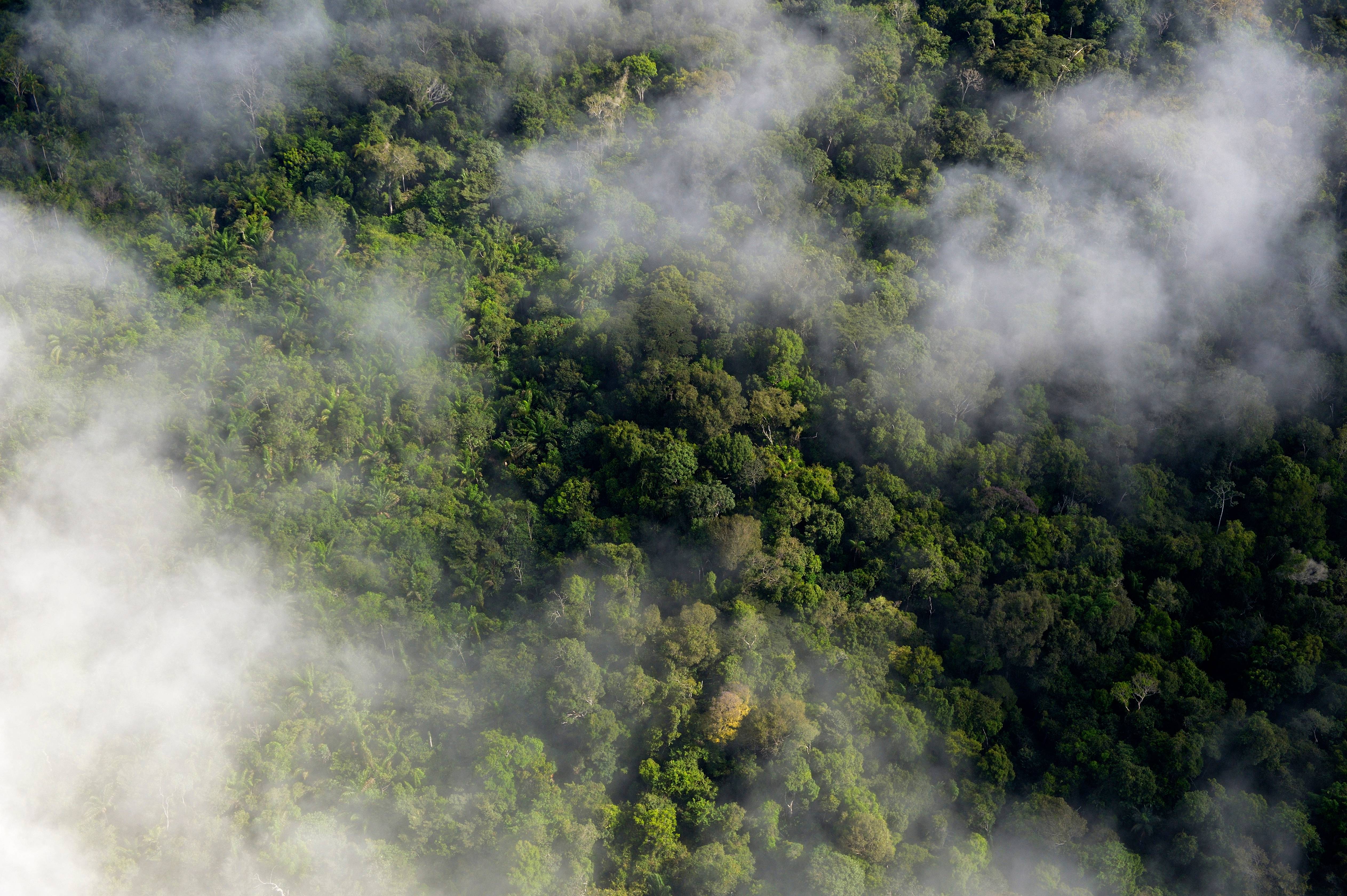Altas temperaturas podem prejudicar a capacidade de fotossíntese das folhas, afetando a sobrevida das florestas tropicais -