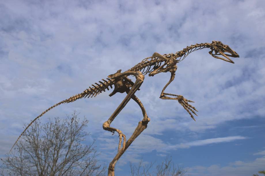 ESQUELETO - Venetoraptor: obra tenta reconstruir partes que não foram encontradas