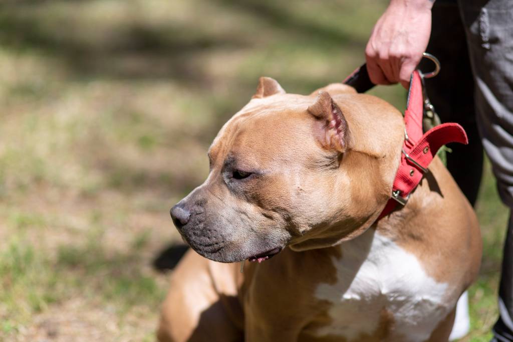 Brown American bully breed in turkey ewewew