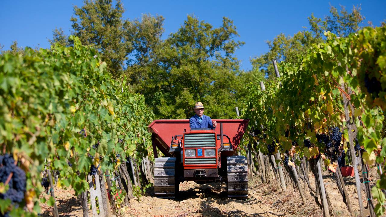 Calcula-se que, em média, 12% da produção em todo o país seja afetada, em comparação aos dados do ano passado, de acordo com os lobbies do vinho UIV e Assoenologi e o instituto agrícola ISMEA.