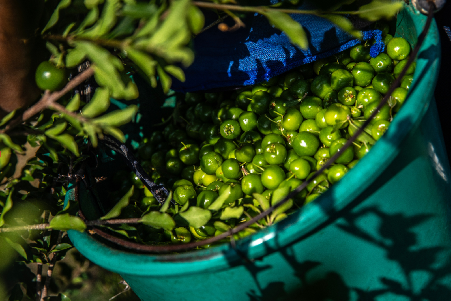 Colheita de acerola em fazenda perto de Petrolina, Pernambuco