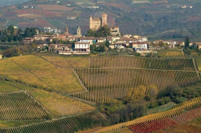 gaja vinho