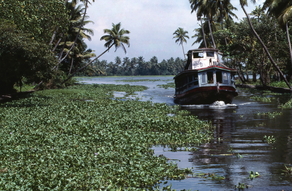 3 Boat crossing a river with water hyacinth