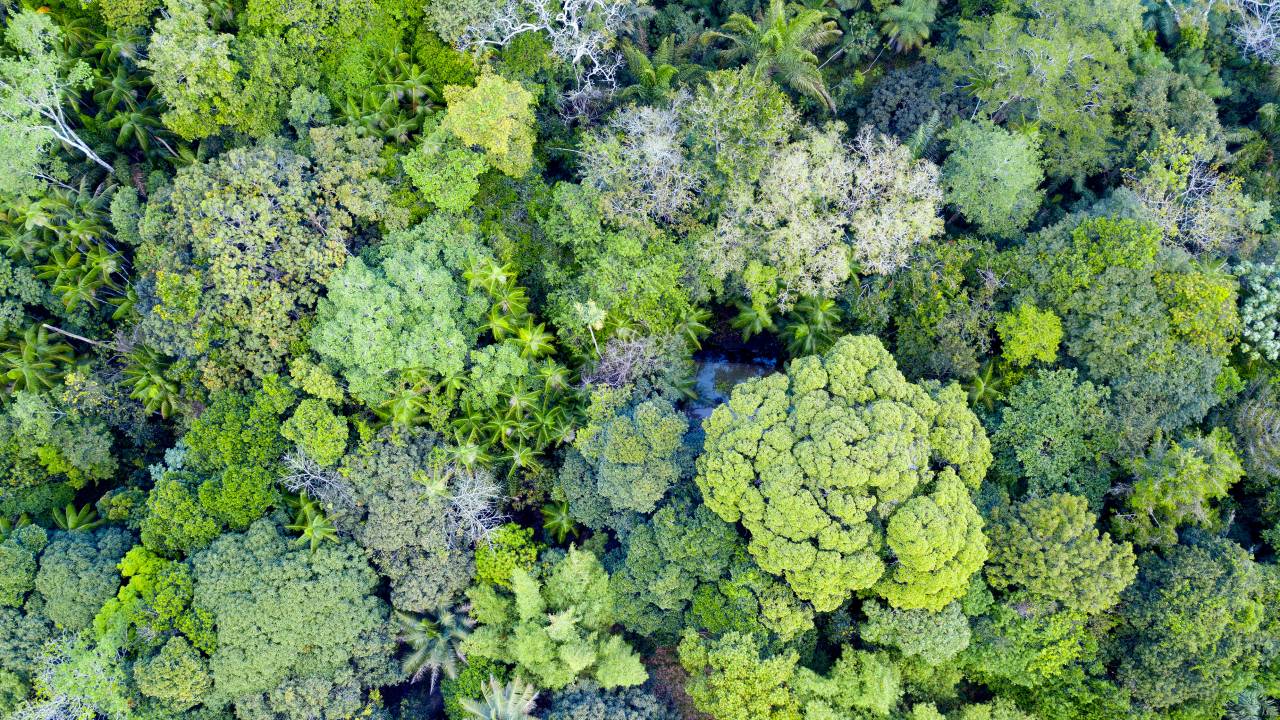 BIOMASSA - Estudo brasileiro: média é de 174 toneladas por hectare