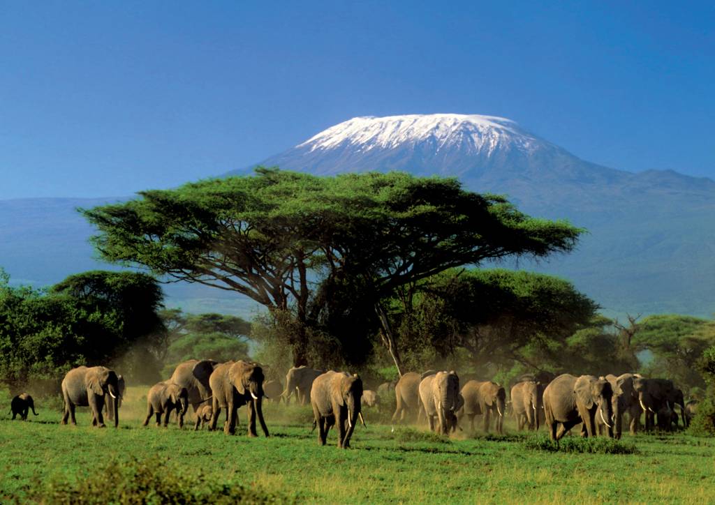 Group of elephants in Amboseli National Park Kenya Group of elephants in Amboseli National Park Kenya
