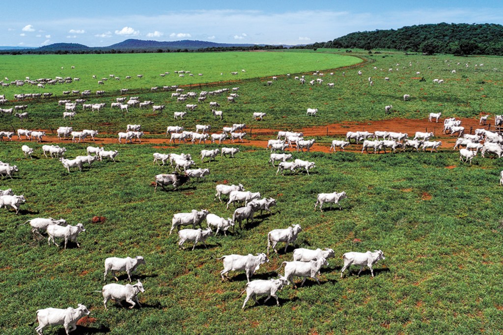 QUANTAS CABEÇAS? - Fazenda em Minas: rebanho da Agrobilara ainda é mistério