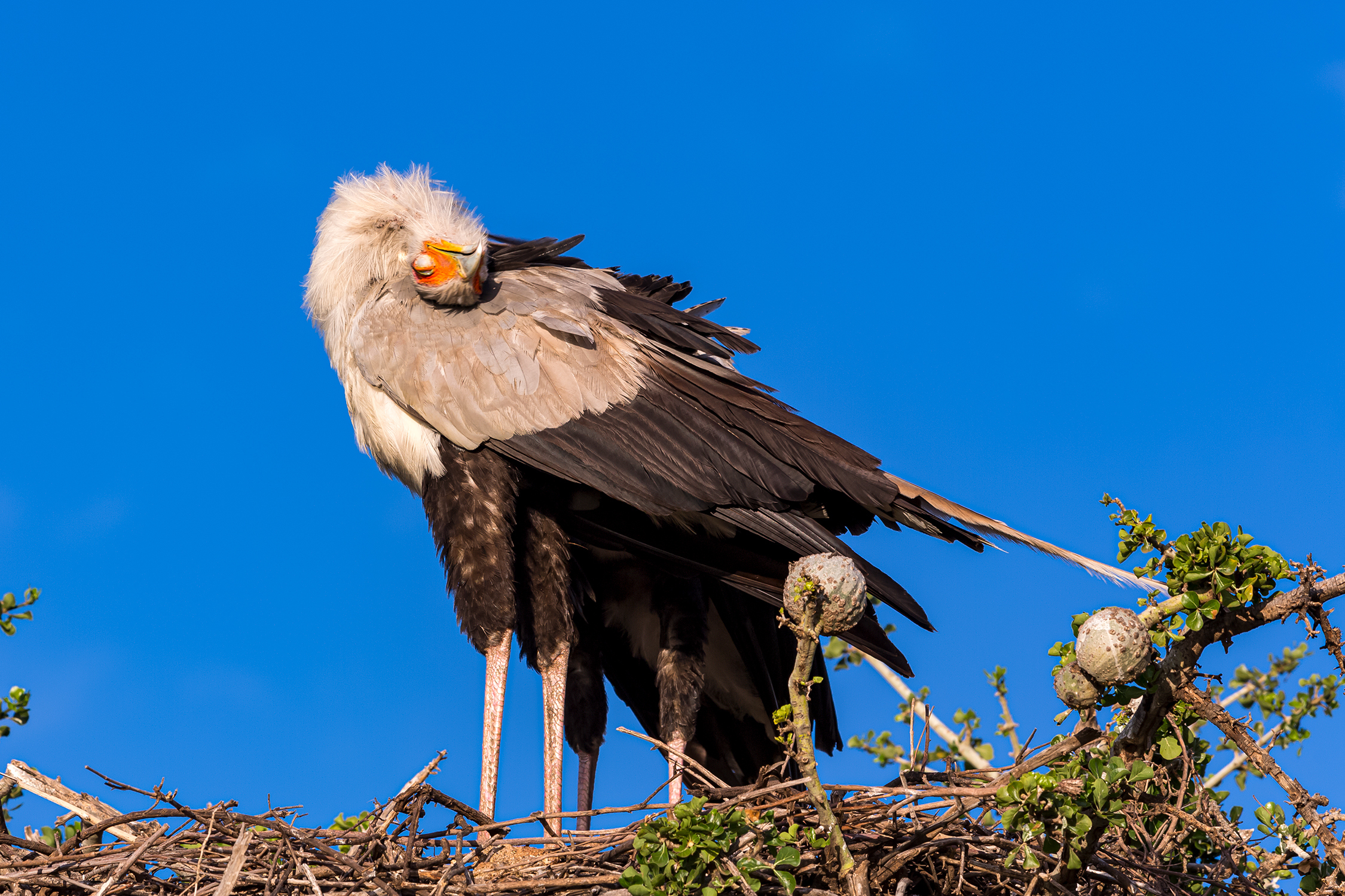 Female and Male Secretary Birds at top of the tree at the bird nest, sleeping