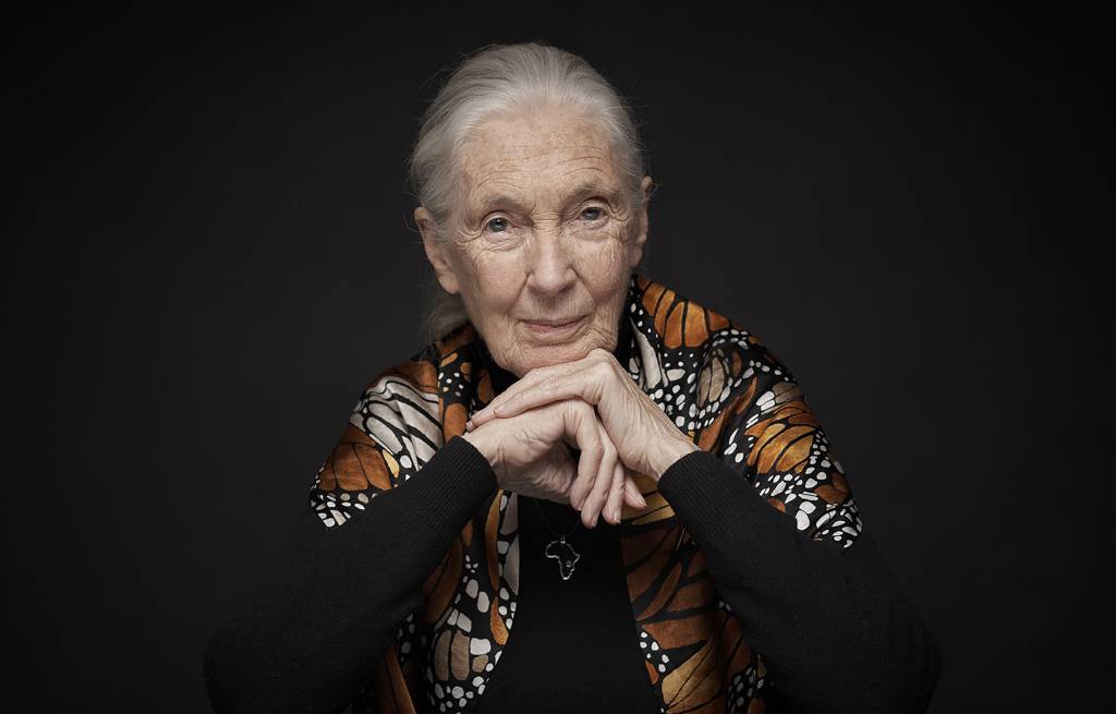 Morre Jane Goodall, a bióloga que redefiniu a humanidade por meio dos chimpanzés