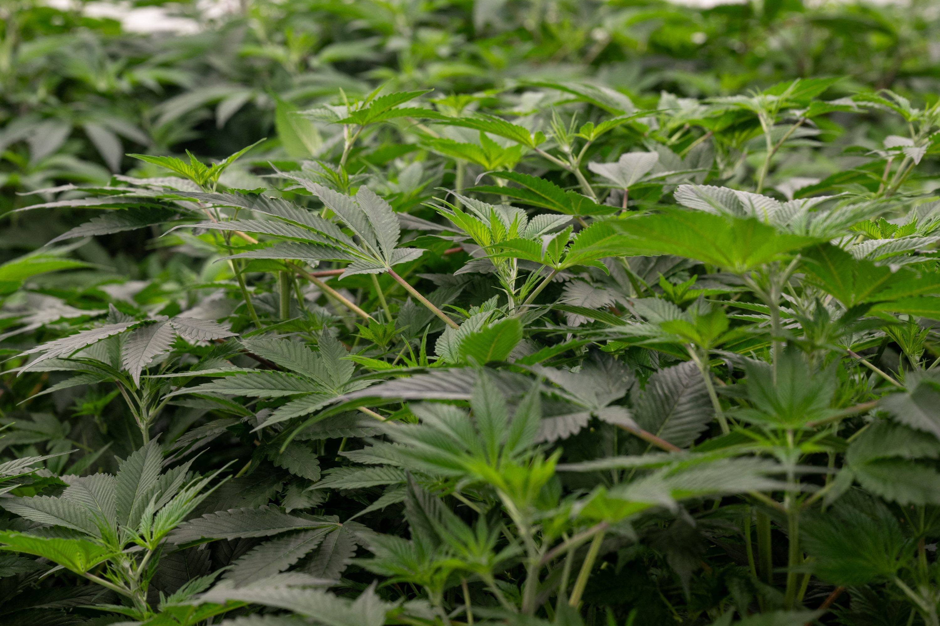 Como funcionava o laboratório sofisticado de maconha desmantelado pela Polícia do Rio