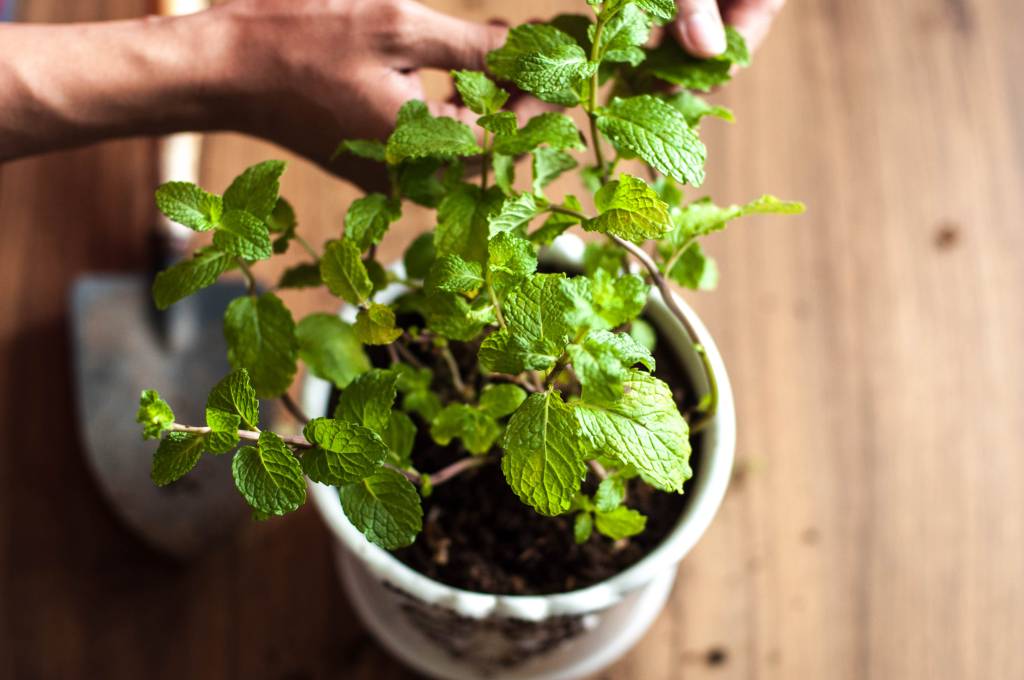 A close up view of a young person picking up mint leaves A close up view of a young person picking up mint leaves