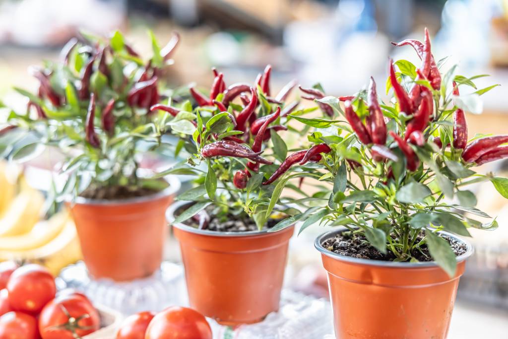 Chili peppers in a flower pot at the farm market. Chili peppers in a flower pot at the farm market.