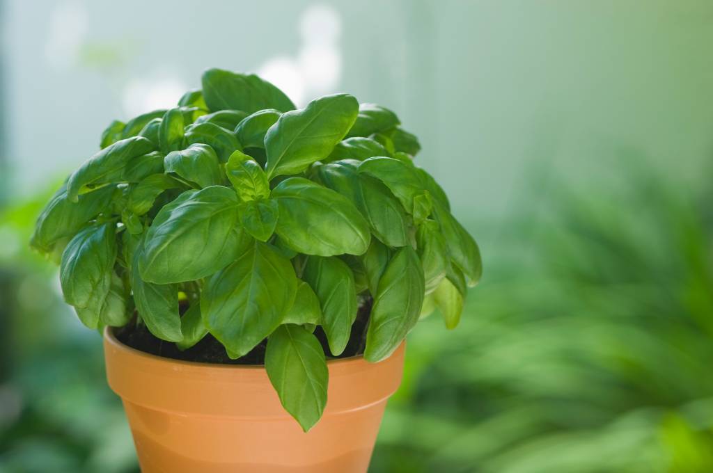 Basil in plantpot, close up Cultivado desde a Antiguidade, suas folhas são utilizadas aaaaaa como tempero especialmente em países tropicais da Ásia e na cozinha italiana com produtos naturais - ---