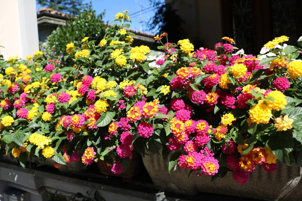 Yellow and pink flowering lantana camara on the balcony Yellow and pink flowering lantana camara on the balcony