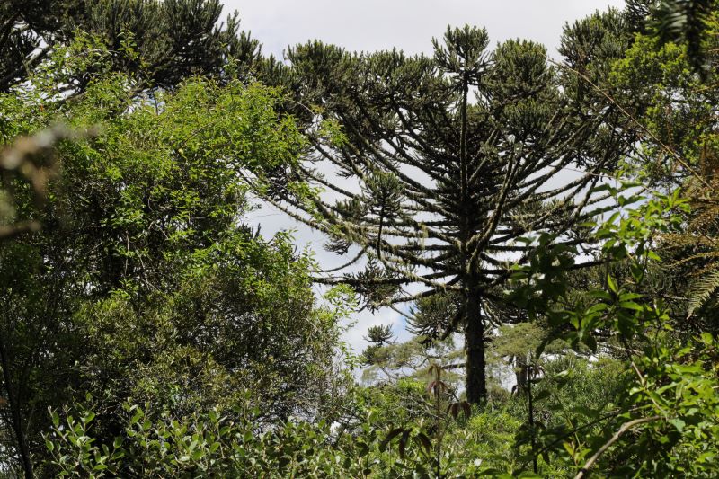 Líderes de tribo são detidos por desmatar última reserva de araucárias do país