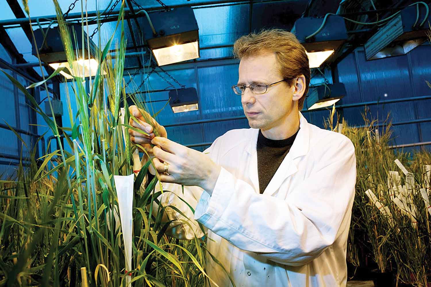 CI&Ecirc;NCIA EM A&Ccedil;&Atilde;O -&ensp;Manipula&ccedil;&atilde;o gen&eacute;tica: busca por amostras resistentes