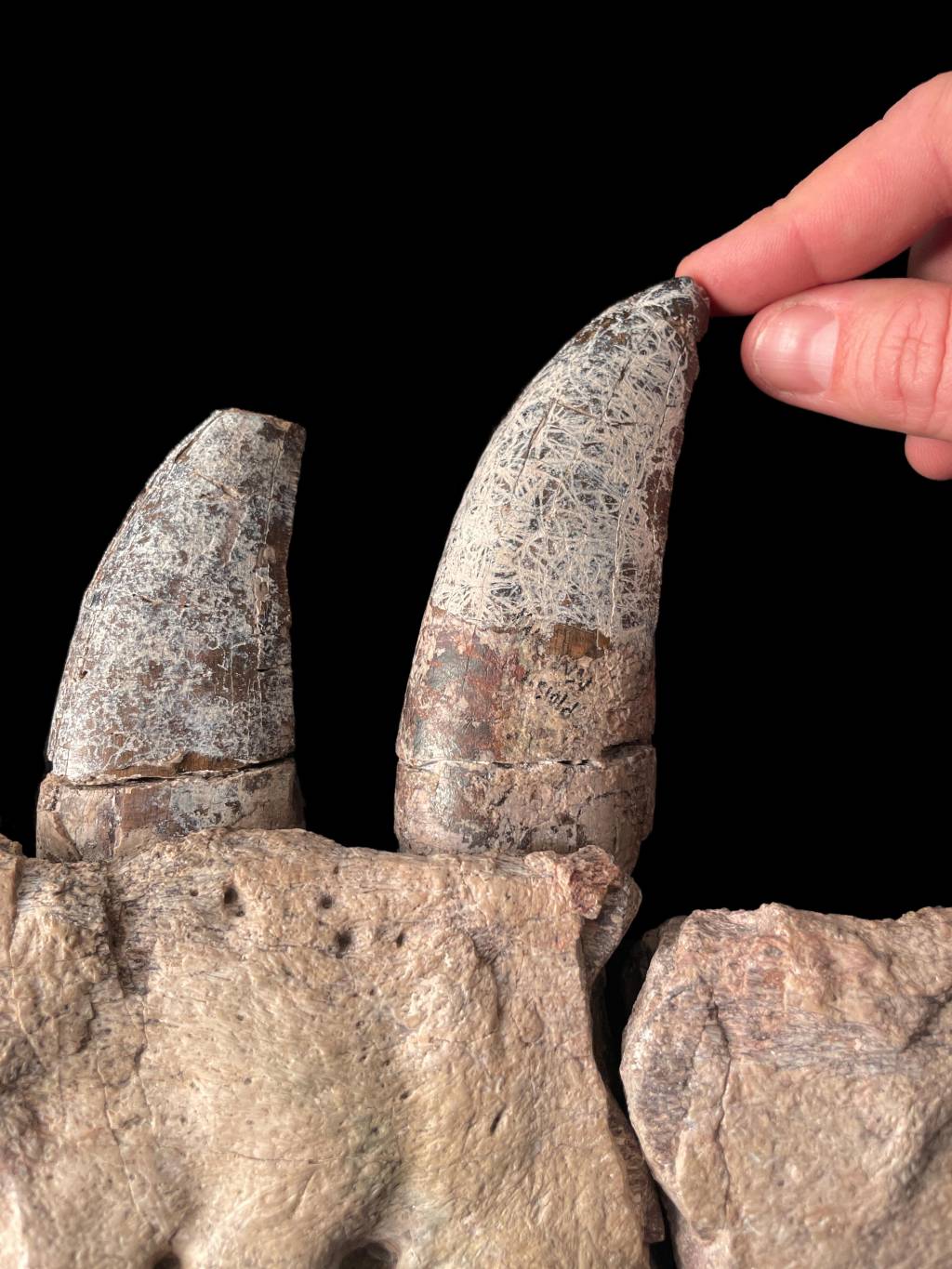 Image 4 CRÂNIO - T. mcraeensis: foto mostra alguns dos dentes da nova espécie