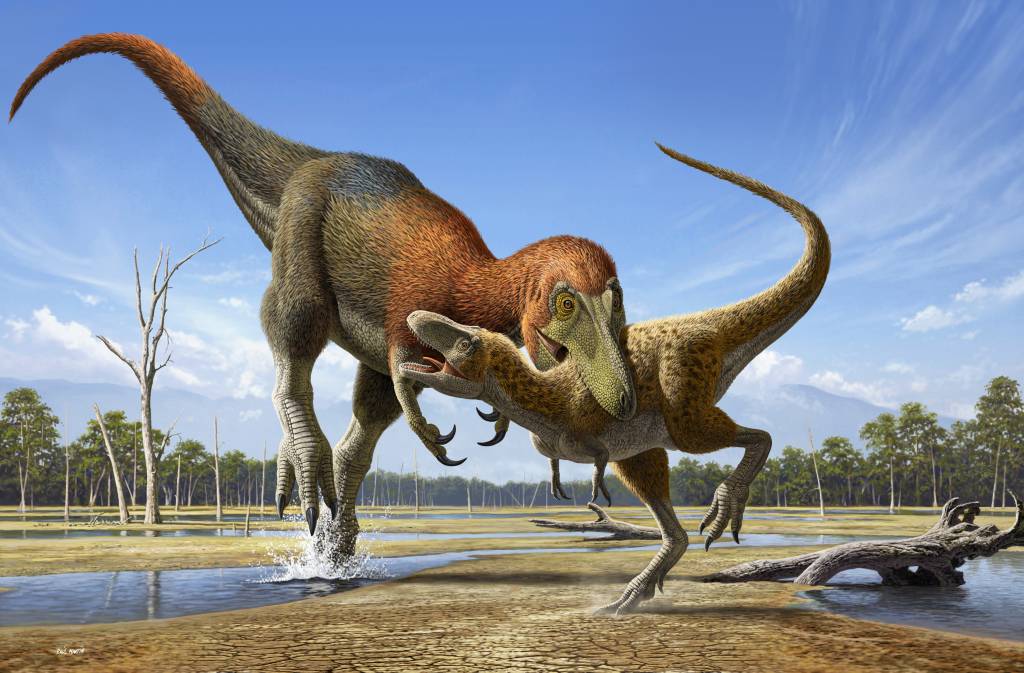 Nanotyrannus versus baby T. rex reduced NANOTYRANNUS VS T. REX - Imaginação: ilustração mostra nova espécie atacando um filhote do predados famoso