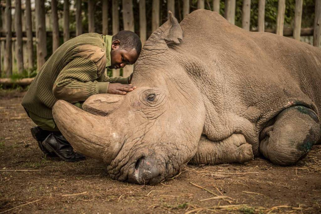 2—RINOCERONTE-BRANCO-SUDAN-TREINADOR-DSC_4906.jpg SÍMBOLO - O macho Sudão, que morreu em 2018: símbolo da luta pela preservação dos imensos bichos