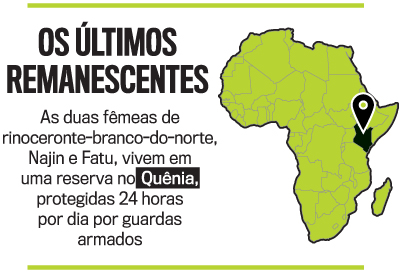 arte rinocerontes