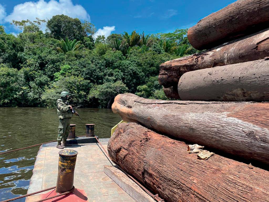 2D (1) BRASIL – AMAZONIA – POLICIA FEDERAL – MADEIRA APREENDIDA 2024 e.jpeg RETOMADA - Apreensão de madeiras: fiscalização foi retomada com força após a mudança de governo