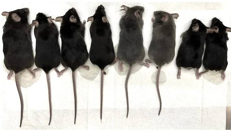 41586_2024_7095_Fig4_HTML RABO - Mutação: à esquerda animais com o gene intato a à direita animais com Tbxt mutado