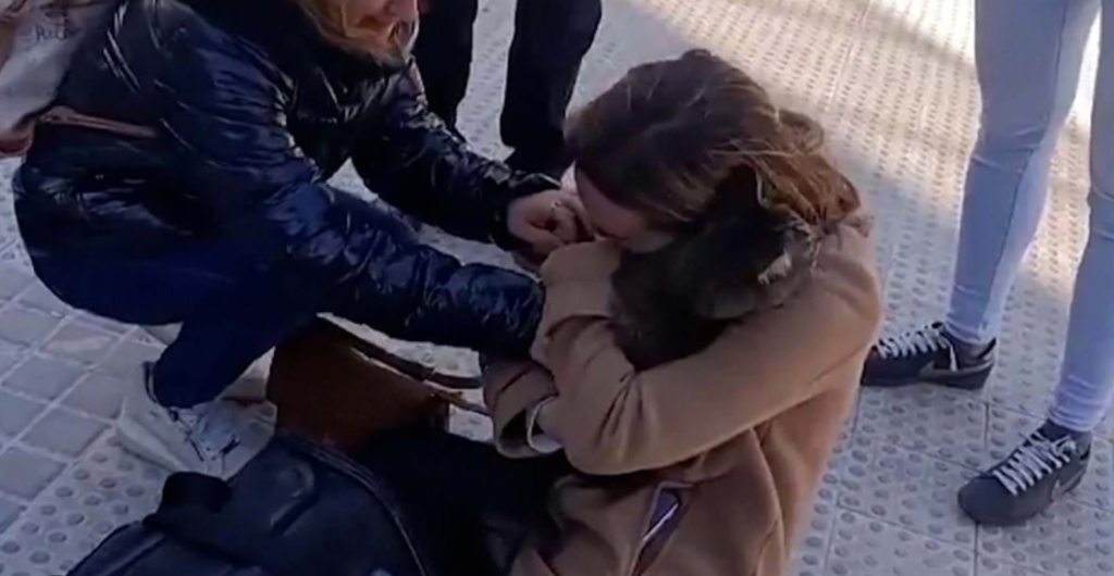 Gato sobrevivente é encontrado 8 dias após incêndio na Espanha