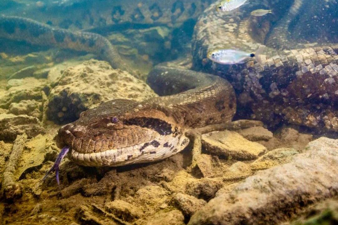 ANAJULIA - Crime: animal é morte em Bonito, no Mato Grosso do Sul