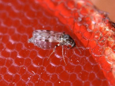 Ministério da Saúde registra caso de microcefalia relacionado com febre oropouche